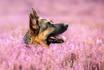Imke Gaedtke Tierfotografie 1 Fotograf Imke Gaedtke Tierfotografie